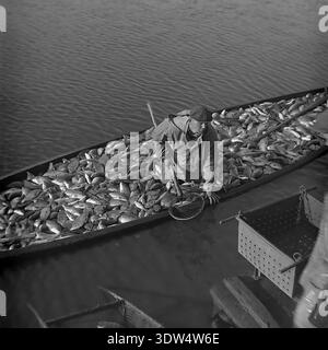 Historical 1970s black and white image captures a dedicated male fisherman in a waterproof jacket and flat cap standing inside a large wooden boat overflowing with a massive catch of live fish. Using a net, he works on the water during the rich autumn harvest at the "Donrybkombinat" fish farm in the Slavyansk district, Donetsk region, Ukrainian SSR, USSR. This authentic archival photo reflects Soviet agricultural labor, industrial abundance, and the calm atmosphere in the peaceful Donbass before the war. Stock Photo