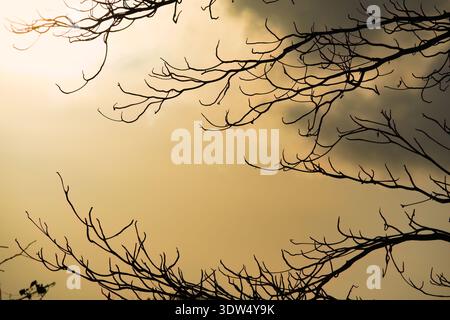 Artistic light flare and silhouetted branch texture. A high-quality abstract background for modern web headers, digital wallpaper, and minimalist Stock Photo