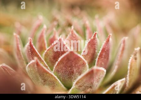 Macro close-up of a Sempervivum succulent rosette showing geometric spiral pattern and fine hairy leaf texture. Stock Photo