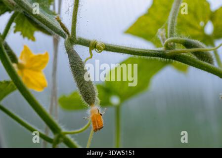 Cucumber growing on vine with visible leaf rust spots, signs of plant ...