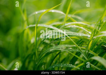 Lush green grass blades covering a natural meadow. Reflecting fresh morning sunlight. Carrying small dew drops. Showing a small insect resting on a blade. Symbolizing growth. Vitality Stock Photo
