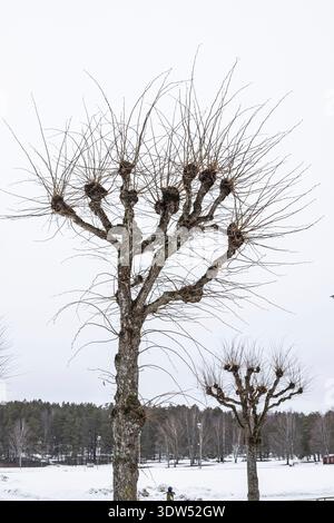 uncut linden trees in winter in Sweden. photo: Bo Arrhed Stock Photo