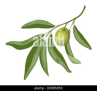 Branch with olive vector illustration of tree leaves for nature design. Green plant in cartoon style with botanical look. Great for Italian menu and Mediterranean cuisine template or organic graphic. Stock Vector