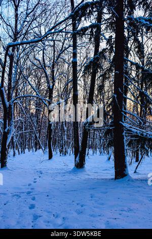 A trail of footprints in the fresh white snow leading into a cold winter forest during a calm evening sunset. Stock Photo