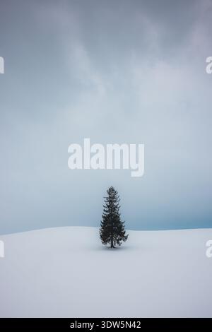 View of the Christmas Tree / conifer tree stands majestically amidst a snow-covered field under a cloudy sky, stark against the wintry landscape, Biei Stock Photo