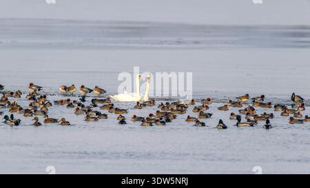 Gathering of ducks (mallards and Eurasian wigeons) and a pair of mute swans at Orrevatnet Nature Reserve (Rogaland, Norway) in late February. Stock Photo