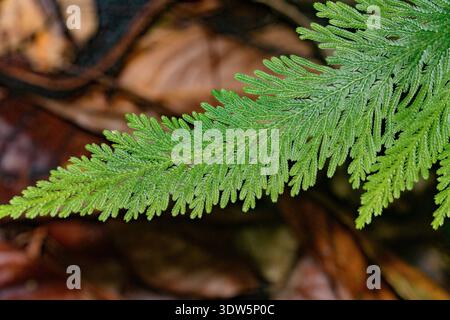 Spikemoss (Selaginella arthritica) from Reserva Casa Bambu, Sarapiqui, Costa Rica. Stock Photo