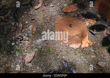 Leafcutter ants (Atta cephalotes) carrying leaves to their underground mound on the forest floor of Piedras Blancas National Park, Costa Rica. Stock Photo