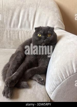 Lazy fat Grey cat Scottish fold on sofa at home, relaxed pet Stock Photo