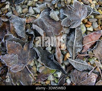 Collection of fallen brown leaves crisp under a heavy frost Stock Photo