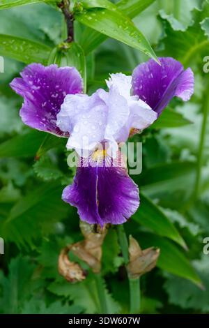Iris Braithwaite, tall bearded, light lavender-blue standards, darker purple falls, yellow beards, white tips Stock Photo