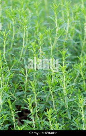 Satureja montana, winter savory, semi-evergreen herb used for both medicinal and culinary purposes Stock Photo