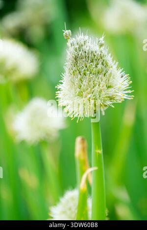Allium fistulosum, Welsh onion, creamy-white globe shaped flowers in mid-summer Stock Photo