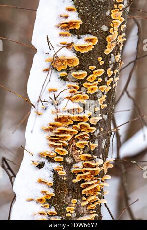 Overtaken Tree trunk covered in wild mushrooms, moss and spring snow Stock Photo