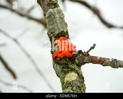 Bright orange jelly fungus on moss-covered branch in snowy winter landscape. Copyspace Stock Photo