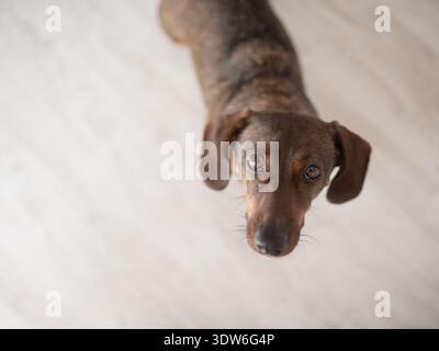 Portrait of a smooth-haired Dachshund lying down and looking up, dog breeds, isolated on white background. Stock Photo