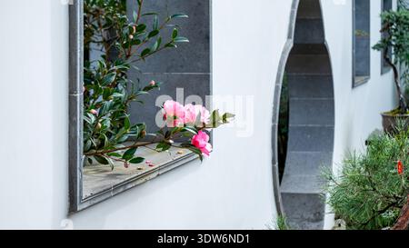 View of vibrant pink flowers bloom against the stark white wall, contrasting with the gray stone frame, framing a tranquil garden scene, Portland, Ore Stock Photo