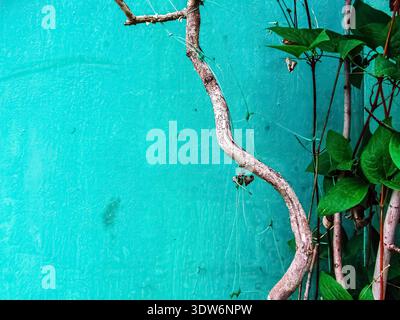 Turquoise textured wall background with dry vine branch and green leaves providing copy space. Minimalist composition with natural elements Stock Photo