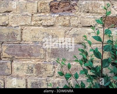Young green plant growth contrasts sharply with the textured surface of an old, weathered yellow brick wall, creating a natural and urban aesthetic Stock Photo