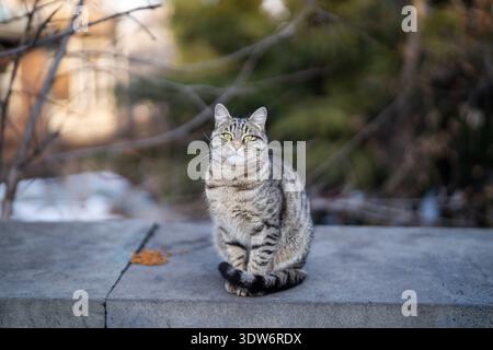 Well-fed stray cute cat sitting on pavement looks at camera. Support, empathy to homeless animals. Stock Photo