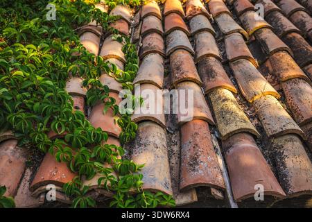 Close-up of an old terracotta tiled roof partially covered with climbing green ivy, blending rustic architecture with natural overgrowth. Stock Photo