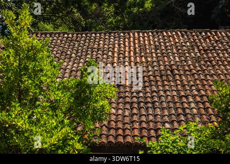 Old terracotta roof covered with weathered clay tiles, partially framed by green tree branches in a sunny Mediterranean garden. Stock Photo