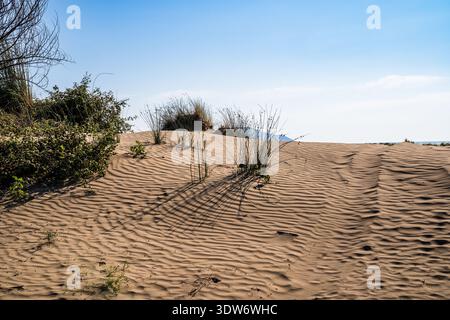 A ground-level view of wind-sculpted sand ripples on the coastal dunes of Narta Lagoon. The photo highlights the contrast between the long shadows of Stock Photo