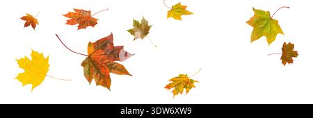 Autumn fall banner with falling maple leaves. Flying colorful leaves isolated on white background Stock Photo