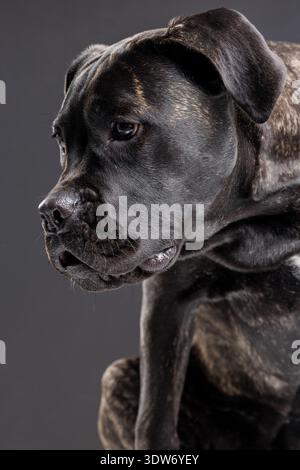 Closeup side portrait of a brindle Cane Corso looking downward in a dark studio background. Powerful purebred guard dog with calm, serious expression Stock Photo