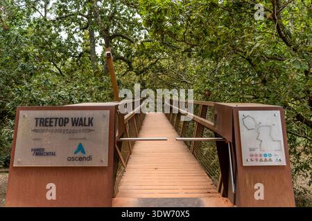 Porto, Portugal - August 28, 2024: elevated wooden walkway surrounded by lush trees in Serralves Park, a tranquil green space. Stock Photo