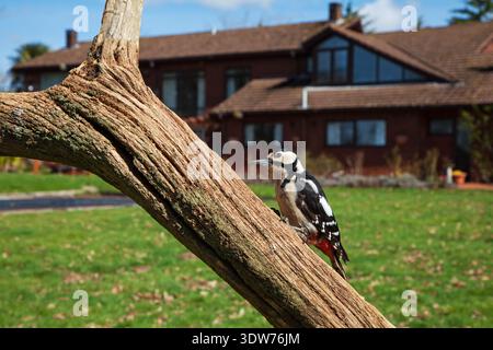 Great spotted woodpecker Dendrocopos major perched on a branch in a garden, Crow, Ringwood, Hampshire, England, UK, April 2018 Stock Photo