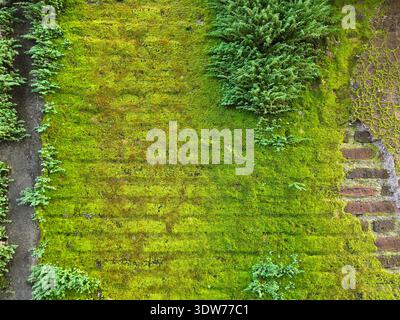 An old brick wall covered in moss and weeds. A small part of it is peeling off, revealing the bricks. Stock Photo