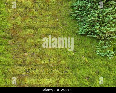 Texture of a brick wall covered with moss and green wild plants Stock Photo