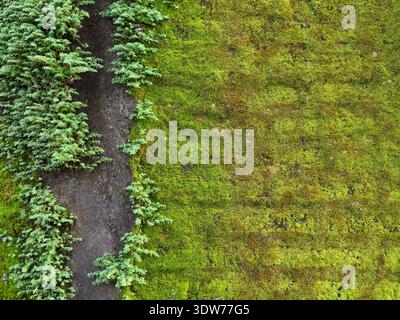 An old brick wall naturally covered with moss and wild plants but a small part of it is covered with cement plaster Stock Photo