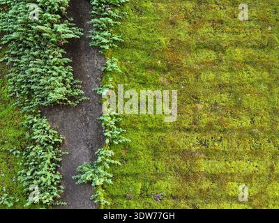 A brick wall covered with moss and wild plants but a small part of it is covered with cement plaster Stock Photo