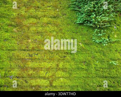 Texture of a brick wall covered with moss and green wild plants Stock Photo