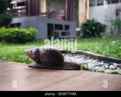 A snail crawls slowly on the terrace floor with the yard in the background Stock Photo