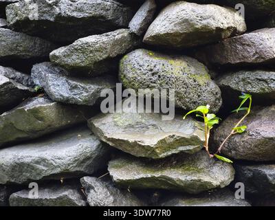 Random piles of river stones in various shapes with small plant Stock Photo