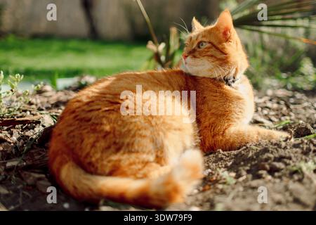 Ginger cat outdoor. Furry orange cat relaxing in garden with sun light Stock Photo