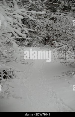 A narrow walking path through a snowy winter forest, with low-hanging tree branches heavily covered in fresh white snow forming a natural archway. Bie Stock Photo