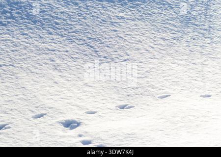 Animal tracks left in deep snow. Stock Photo