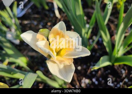 Narcissus Casanova. Blooming daffodil flower with white orange petals on green stem growing in black soil on sunny spring day. Selection breeding of flowers. Agricultural farming and gardening Stock Photo