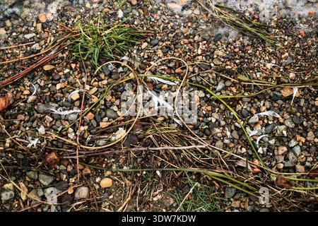 Wet Pebbles Grass And Feathers On Shore Stock Photo