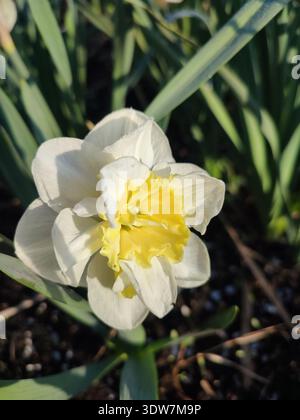 Beautiful blooming narcissus flower close up. Blooming daffodil flower with white and yellow petals with green leaves growing in black soil on a sunny spring day. Selection and breeding of flowers. Stock Photo