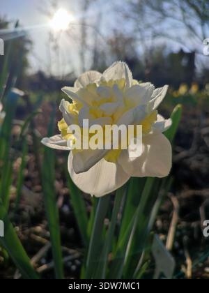 Blossoming flower of narcissus variety Young Devotion close-up. Blooming daffodil with white yellow petals in inflorescence on green stem with leaves growing in ground in garden on sunny spring day Stock Photo