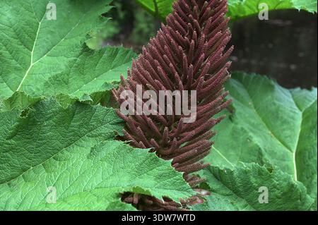 big leaves of Gunnera manicata plant.Close-up image of the Gunnera manicata giant rhubarb plant in the spring with new leaves opening Stock Photo