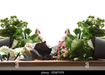 Fallen potted kalanchoe plants with spilled soil and gardening tools on a wooden surface isolated on white background. Concept of accident, mess, or r Stock Photo