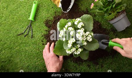 Adult Caucasian male hands positioning a white flowering plant into freshly dug soil in a backyard garden, using a small shovel on green grass. Stock Photo