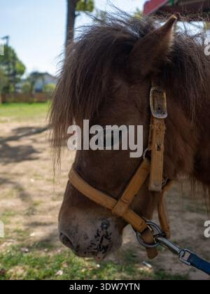 Vertical close-up portrait of a brown pony's head with a halter, standing in a park or farm setting, showing its mane and gentle expression. Stock Photo