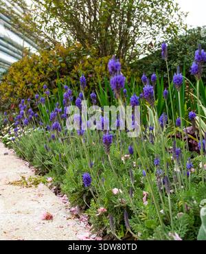 Close-up vertical shot of purple salvia or lavender flowers growing in a garden bed next to a gravel path, highlighting the vibrant color. Stock Photo